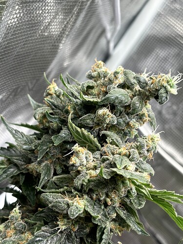 Growreport Bild 19