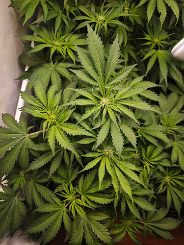 Growreport Bild 14