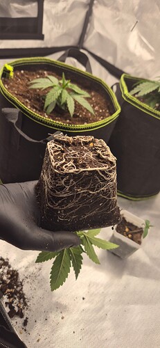Growreport Bild 26