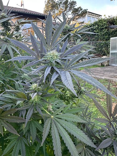 Growreport Bild 27