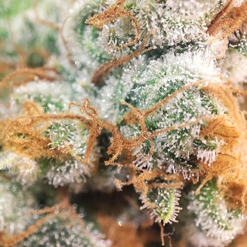 Growreport Bild 56