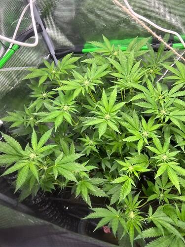 Growreport Bild 39