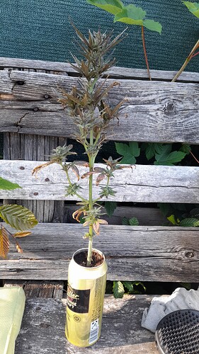 Growreport Bild 3