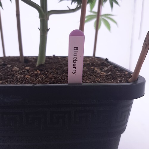 Growreport Bild 8