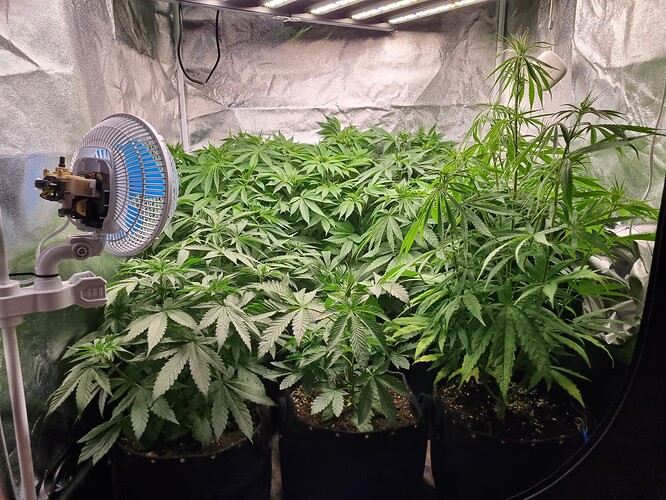Mehrere Cannabispflanzen in einem Zelt unter einer LED-Lampe, mit einem Ventilator im Vordergrund.
