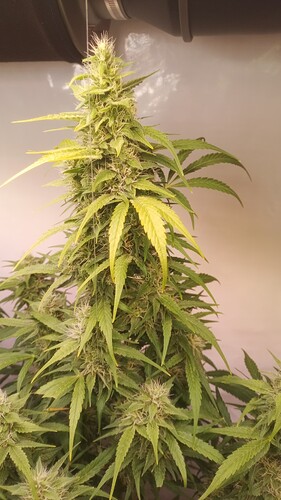 Growreport Bild 9