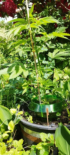 Growreport Bild 3