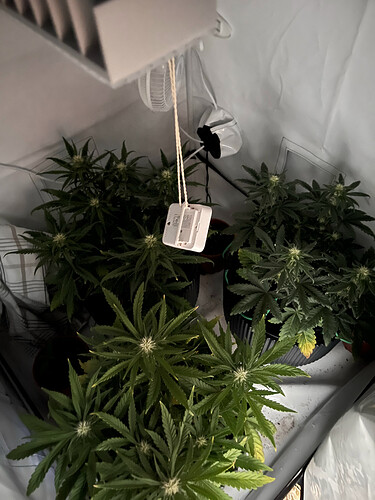 Growreport Bild 6