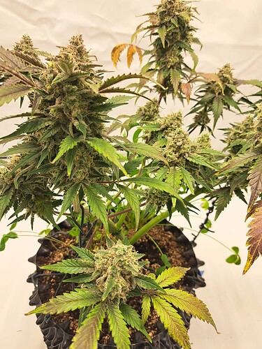 Growreport Bild 9