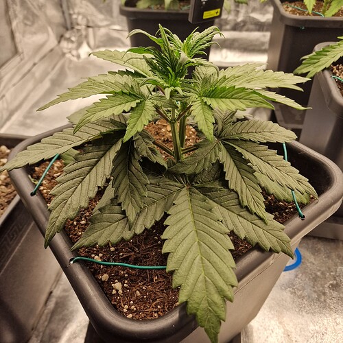Growreport Bild 3