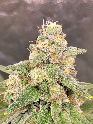 Growreport Bild 7