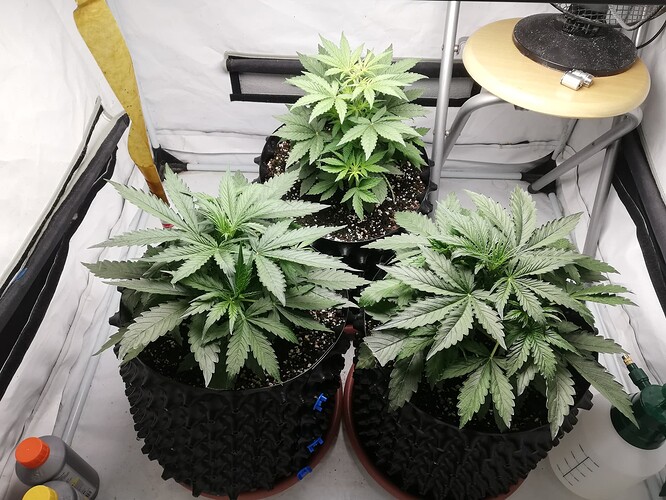 IMG_20240527_210341 (1)