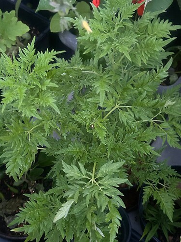 Growreport Bild 35