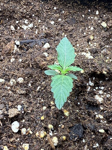 Growreport Bild 39