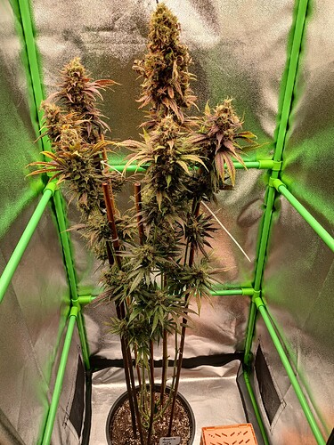 Growreport Bild 1