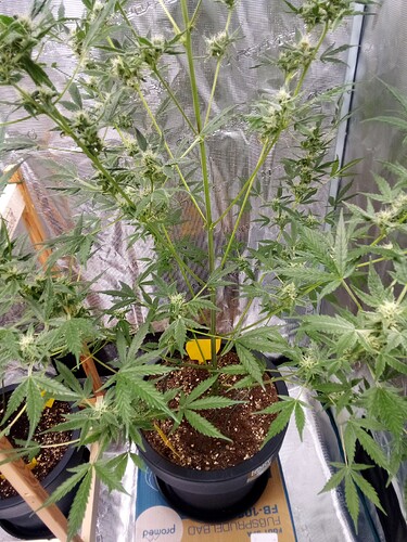 Growreport Bild 28