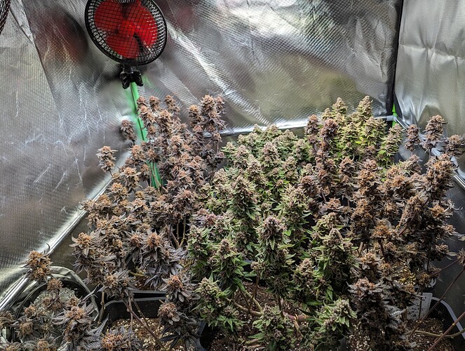 Growreport Bild 2