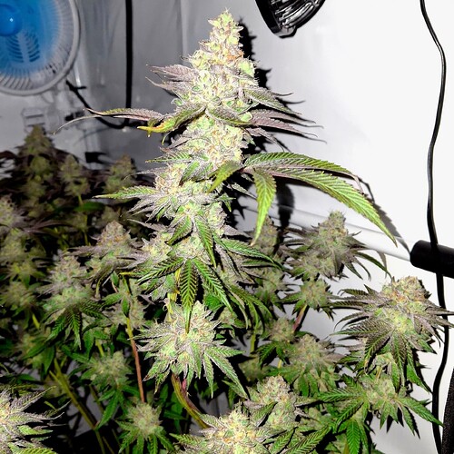 Growreport Bild 20