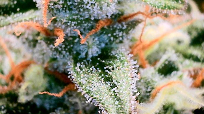 Growreport Bild 21