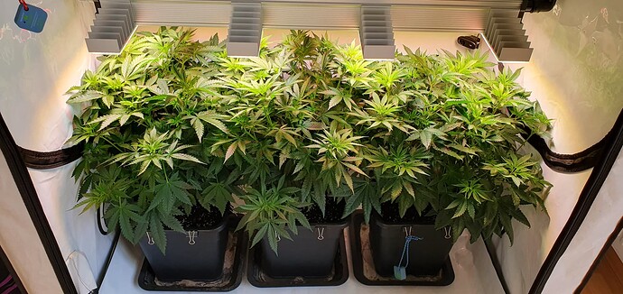 Growreport Bild 9