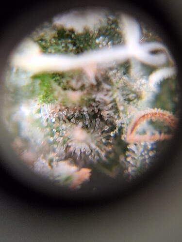 Growreport Bild 6
