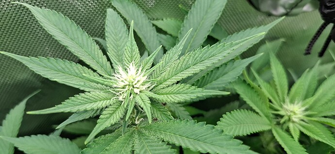 Growreport Bild 13
