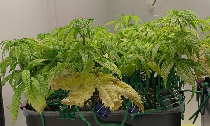 Growreport Bild 3