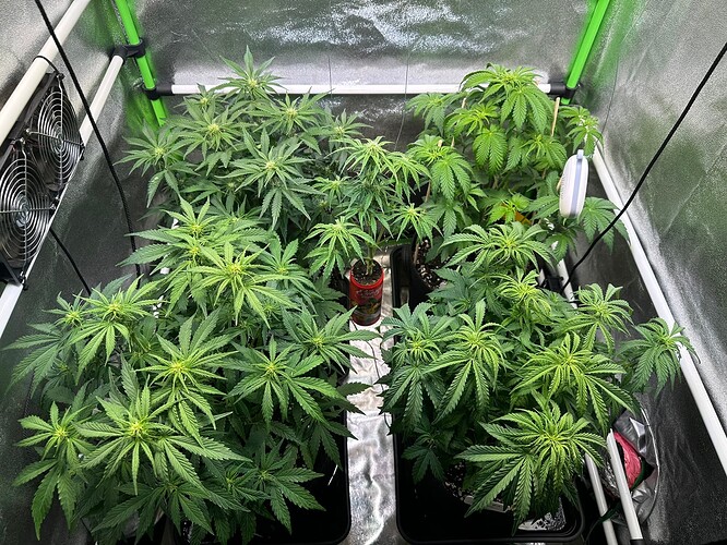 Growreport Bild 3