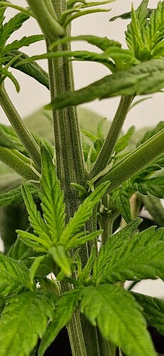 Growreport Bild 2