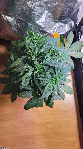 Growreport Bild 26