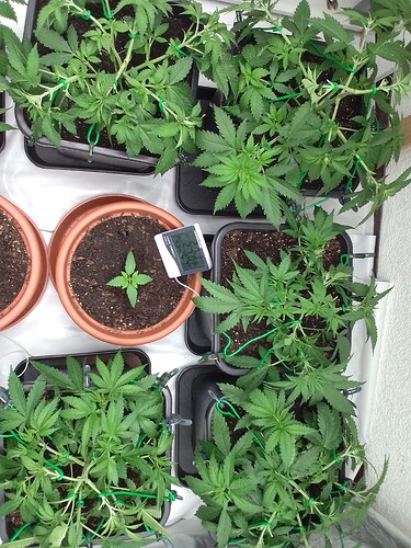 Growreport Bild 2