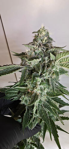 Growreport Bild 51