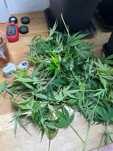 Growreport Bild 73