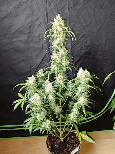 Eine blühende Cannabispflanze mit dichten, weißen Blütenständen und grünen Blättern steht in einem Topf vor einem schwarzen Hintergrund.