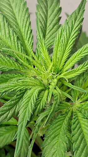 Growreport Bild 264