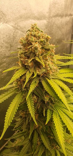 Growreport Bild 8