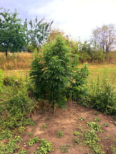 Grow2608201