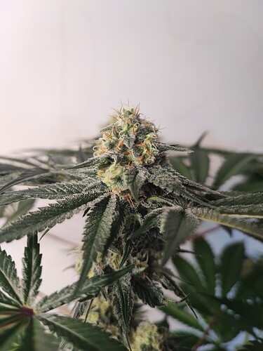 Growreport Bild 26