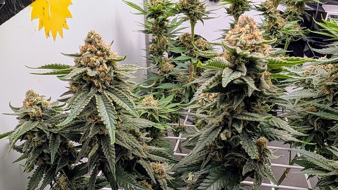 Growreport Bild 9