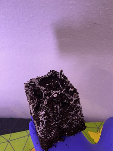 Growreport Bild 12