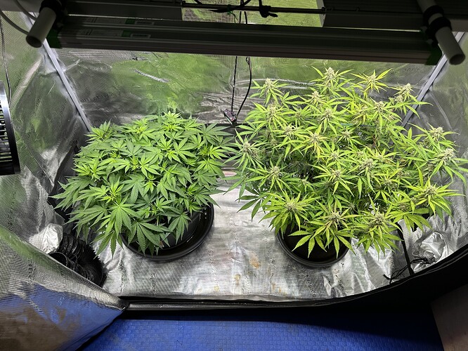 Growreport Bild 53