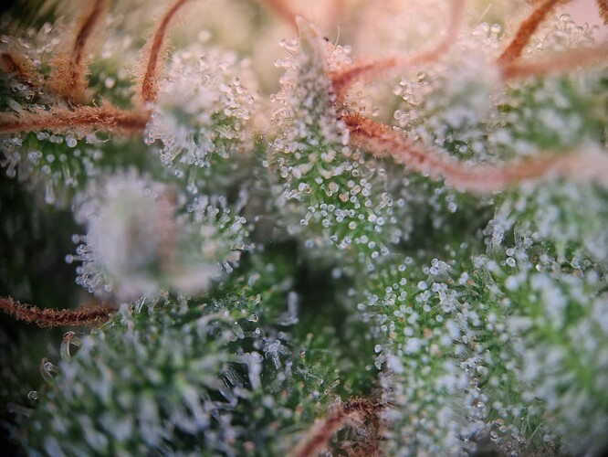 Growreport Bild 4