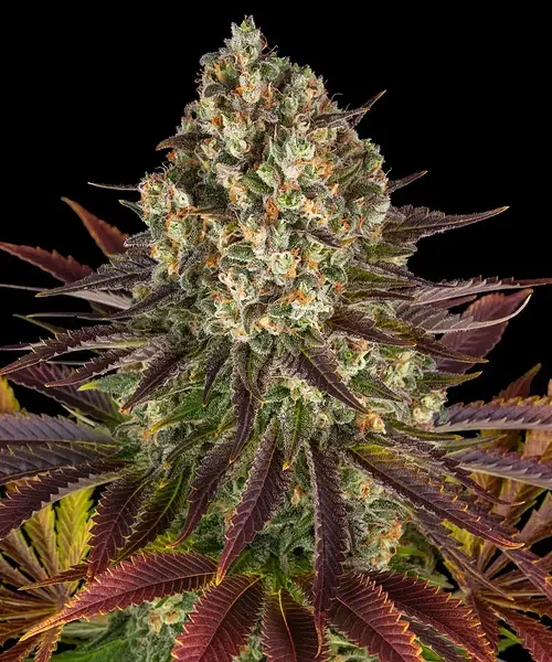 Grow #3 Barneys Farm schlägt zurück... Diesmal mit Biscotti, Pink Kush und Dos Si Dos 33