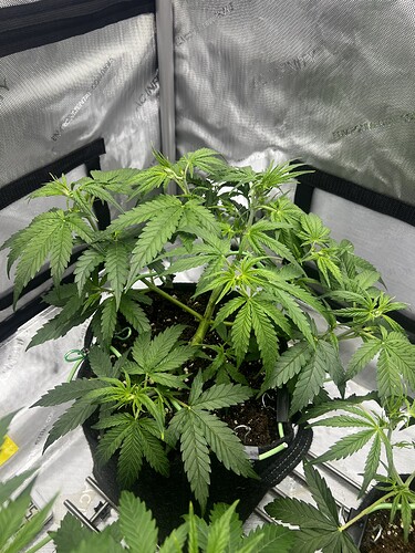 Growreport Bild 1