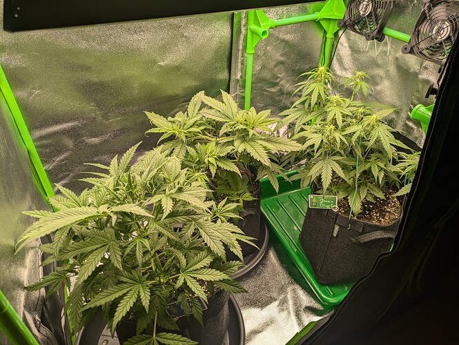 Growreport Bild 34