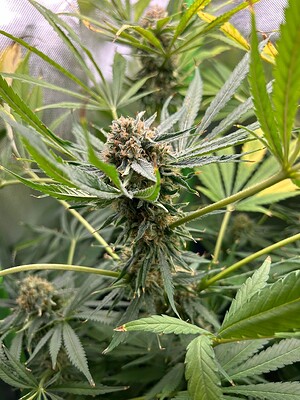 Growreport Bild 2