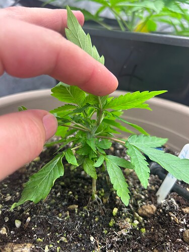 Growreport Bild 1