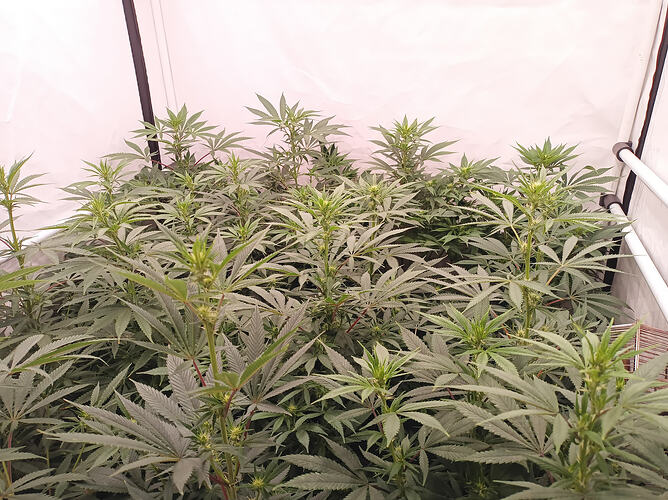 Growreport Bild 16