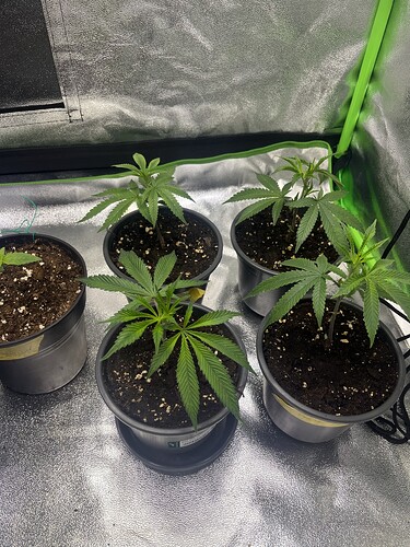 Growreport Bild 2