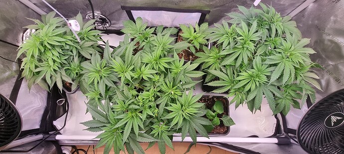 Growreport Bild 7